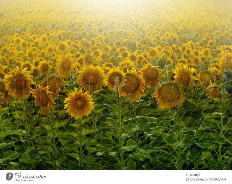 sunflower field Sunflowers Sunflower field Green Yellow Back-light Field Summer Flower Nature Plant Exterior shot Blossoming Agricultural crop Sunflower seed