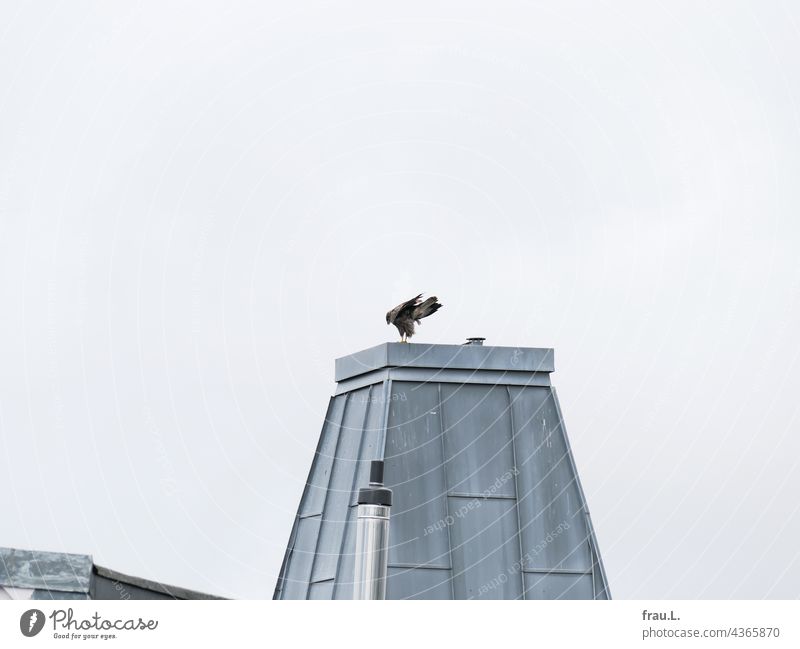 The Backyard Buzzard bird of prey Bird of prey Sky Common buzzard Roof Town Tower Chimney Wild animal