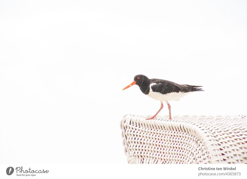 An oystercatcher stands on a white beach chair. Side view, white background and a lot of text free space Oyster catcher Beach chair Bird Wild bird