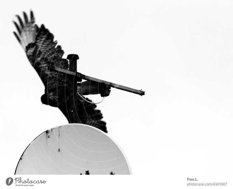 That's enough... Flying bowl bird of prey Bird of prey Sky Hawk Town Hunter Animal plumage Roof