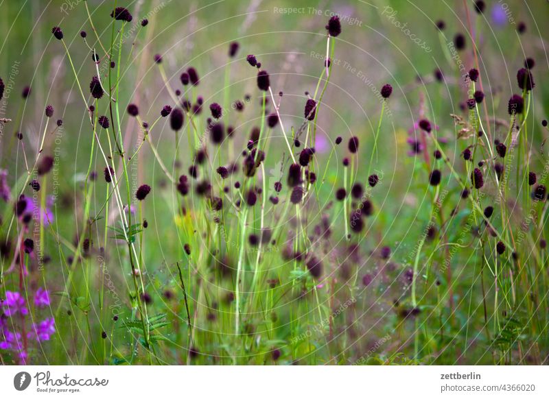 Small purple flowers and meadow buttercup (Sanguisorba officinalis) Flower Blossom Bluebell Romance romantic Nature Meadow Plant Garden Forest Park Growth