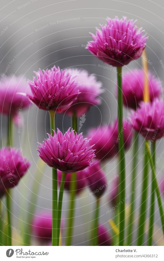 chives flowers Chives Chive blossoms chive blossom Magenta Pink Green Gray Delicate Herbs and spices Plant Nature Close-up Fresh Shallow depth of field