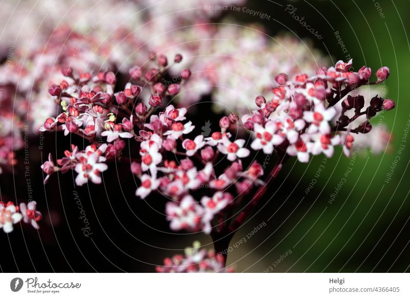 For Ini1110 - flowers from dark-leaved elderberry elderberry blossoms Spring Garden Plant Blossom leave flora naturally pink Pink White Close-up