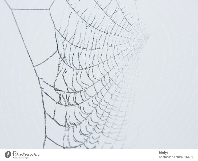 Close-up of a spider web which is lost in the haze. Spider's web Fog Grayscale Mystic deadly Neutral background Net Shallow depth of field Trap Nature Network