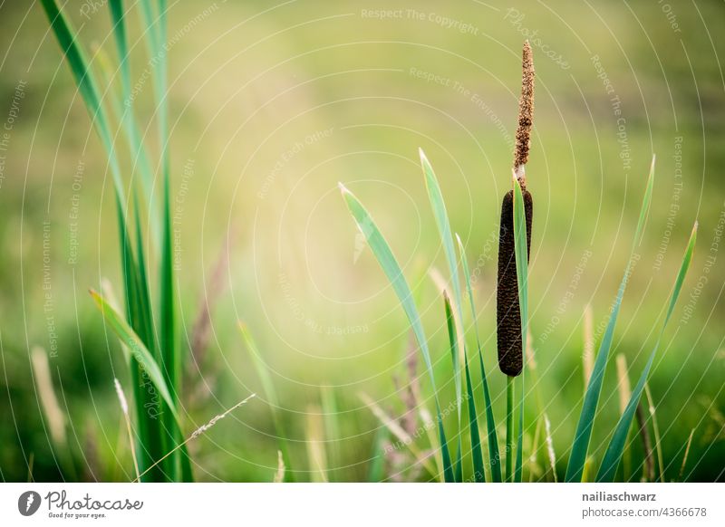 bulrush Plant Aquatic plant Cattail (Typha) Bulrush Plant Typhaceae Leaf Background picture Spring Summer Botany Garden plants Piston Green Wetlands Marsh plant