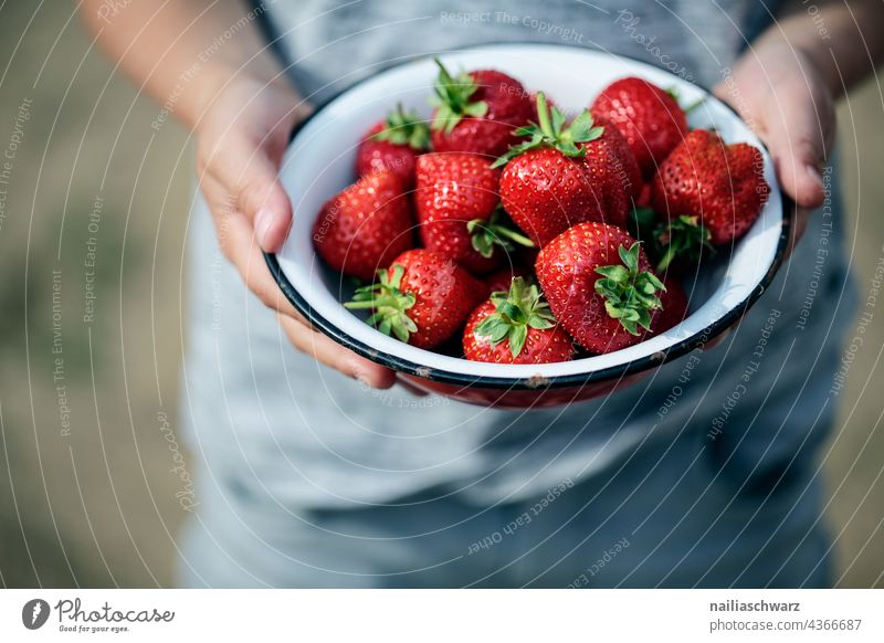 strawberries Strawberry Strawberry Time bowl fruit Berries Red Delicious Vegan diet vegan food Diet Dessert hands Human being Detail Close-up Exterior shot