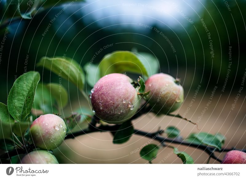 apples Apple Apple tree Tree Twig Twigs and branches leaves Nature Drops of water Delicious Detail Close-up Exterior shot Colour photo Wet Fresh Healthy Eating