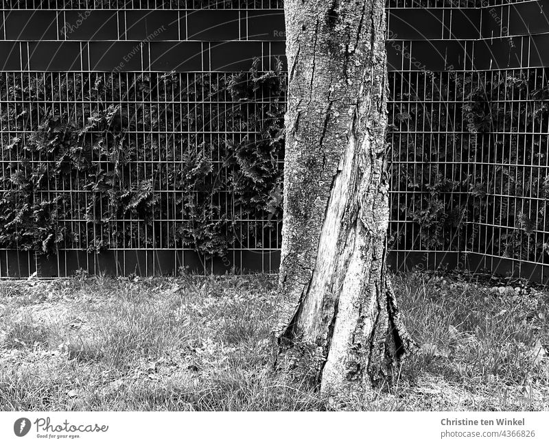 View of a twisted tree trunk with chipped bark in front of a picket fence with overgrown hedge and privacy strip Gloomy Loneliness Sadness Black & white photo