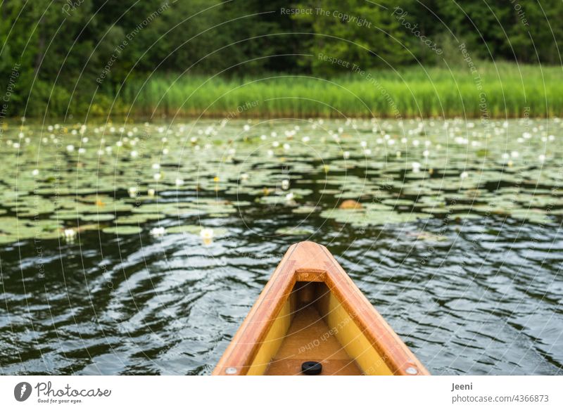 canoe trip Canoe Canoe trip Canoeing Lake Lakeside Water lily Water lily leaf Water lily pond Pond Shore of a pond water lily reed reed belt Watercraft