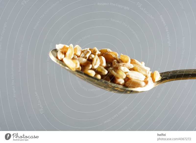Cereal grains on a golden spoon photographed in studio on blue background Grain Spoon Healthy Nutrition Harvest Barley Wheat Ear of corn Gold Food Feed