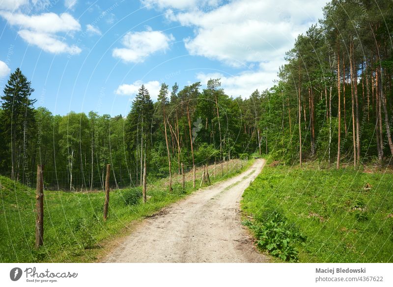 Road in a forest on a sunny summer day. road tree path panorama nature green environment landscape wood woodland horizontal poland fence sky dirt road hill