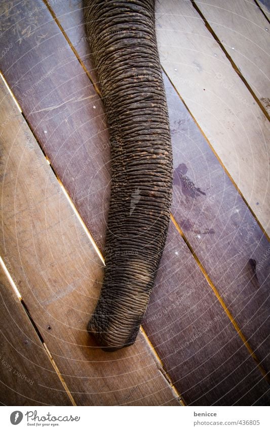 Elephant on wood Trunk Wood Wooden floor Elephant skin Asia Animal Close-up Detail Thailand Chiangmai Deserted Individual Nose Long Air Breathe Touch