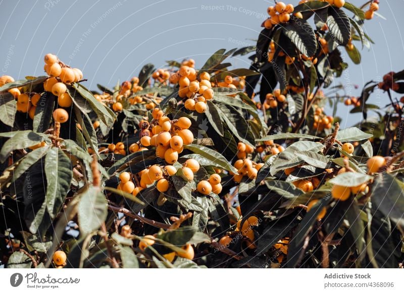 Loquat tree with ripe fruits against blue sky loquat tropical exotic garden evergreen orange eriobotrya japonica summer sunny plant organic natural nature fresh