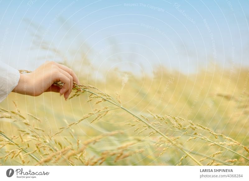Woman's hand touches ears of oat growing at sunrise. Golden yellow spikelets of ripe oat in field on blue sky background, selective focus. adult agriculture