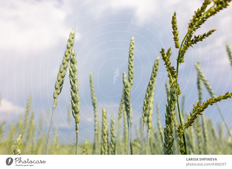 Golden yellow green spikelets of ripe wheat in field on blue sky background. Panoramic view of beautiful rural landscape, selective agriculture barley bright