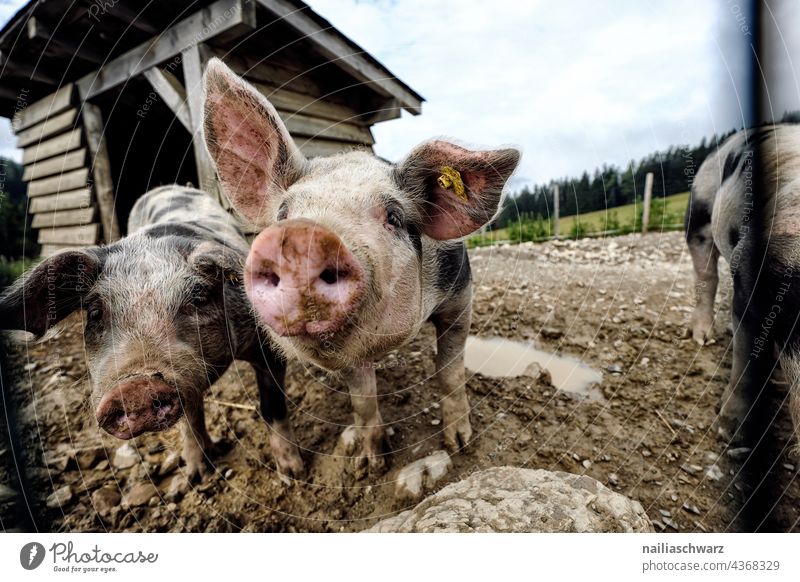 happy pigs Group of animals Cute ears Animal Farm animal agriculturally Species-appropriate Landscape farm species-appropriate animal husbandry animal-friendly