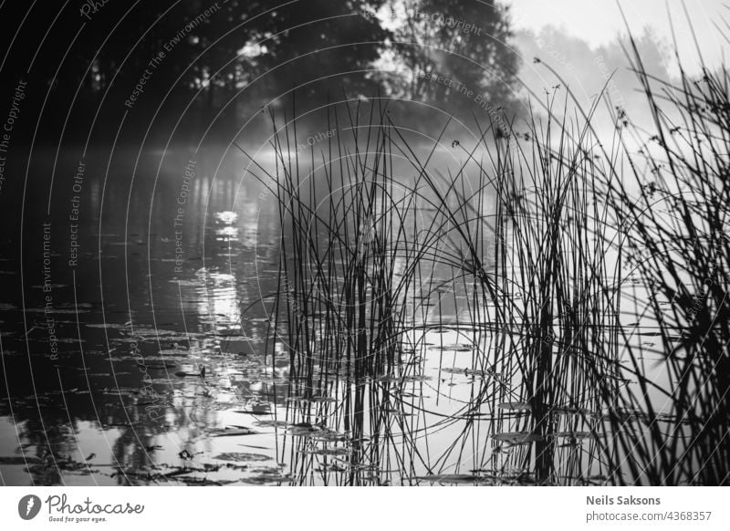 Foggy morning on river. Autumn landscape with reeds in foreground and trees in background. Beautiful nature in mist. Reflection of rising sun in water. Toned black and white color processing.