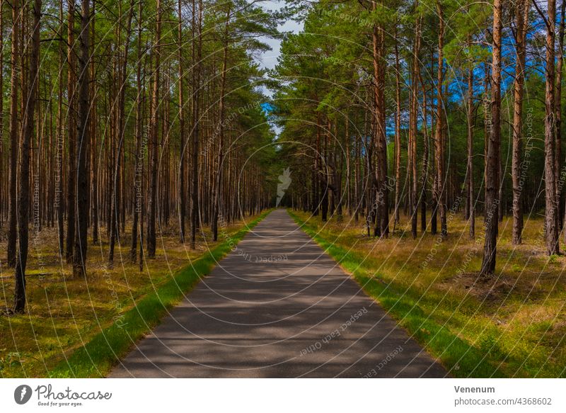 Bike path in a pine forest in summer in Germany off Light Shadow Tree trees Holiday season Afternoon cycle path Cycle path Cycling recreational sport Hiking