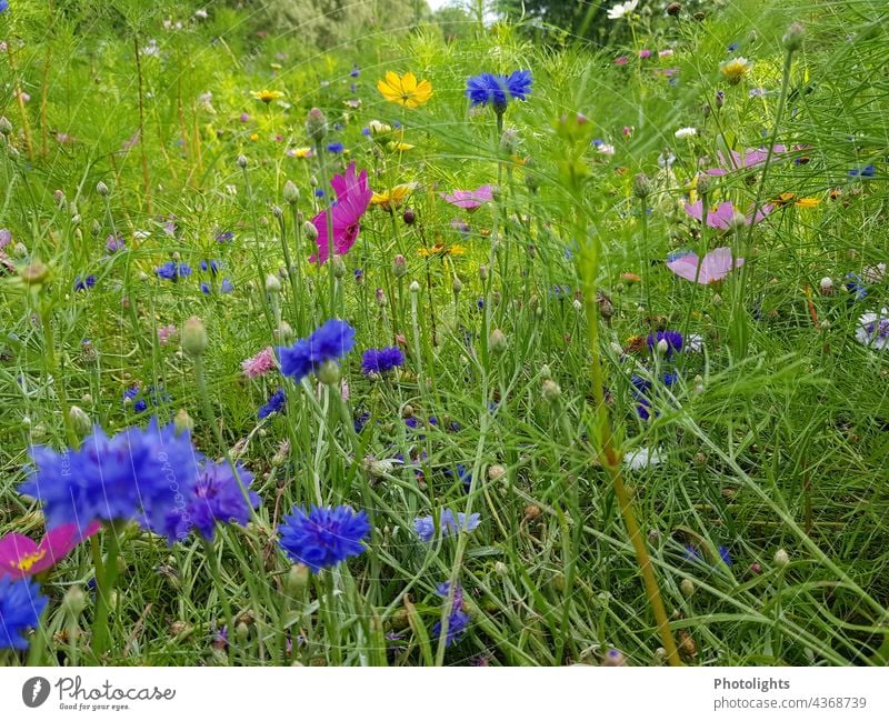Colourful bee meadow variegated bees Bee Nature flowers Meadow plants Blossoming Exterior shot Flower Plant Garden Summer Colour photo Spring Green naturally