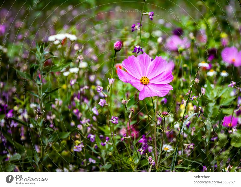 Cosma blurriness Sunlight Deserted Exterior shot Colour photo Pink Violet pretty Fragrance Growth Blossoming Meadow Park Garden Wild plant Leaf Grass Flower