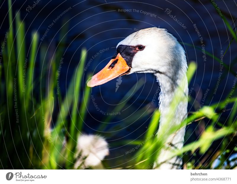 gracefulness Contrast Feather pretty Animal face Deserted feathers Beak Nature Wild animal Animal portrait Animal protection Close-up Exterior shot Colour photo