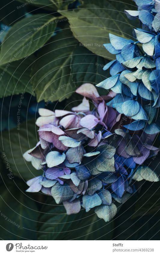 A cascade of flowers. In harmony with time. The beauty fades. Hydrangea Flower cascade Hydrangea blossom faded faded beauty faint memory Time passes Memory