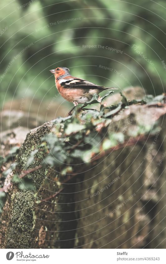 overgrown wall | a chaffinch freezes | strange his look Chaffinch Bird Finch songbird Wild bird bird species Bird's eyes Observe ossified Looking