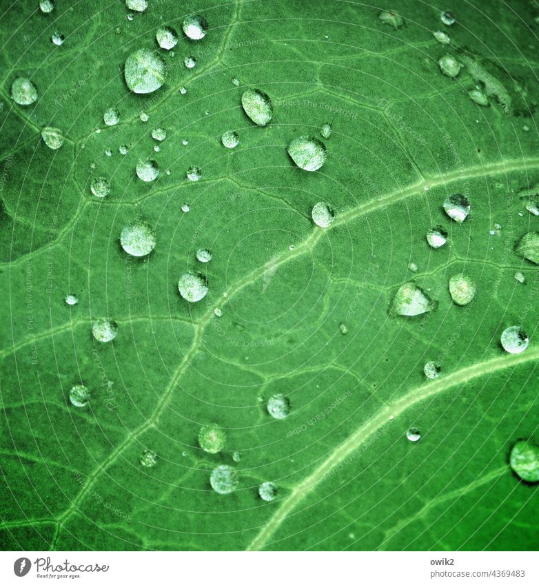 water veins raindrops Water Moistened Garden Plant Detail Close-up Structures and shapes Foliage plant Leaf Rachis Idyll Rain Glittering Drops of water