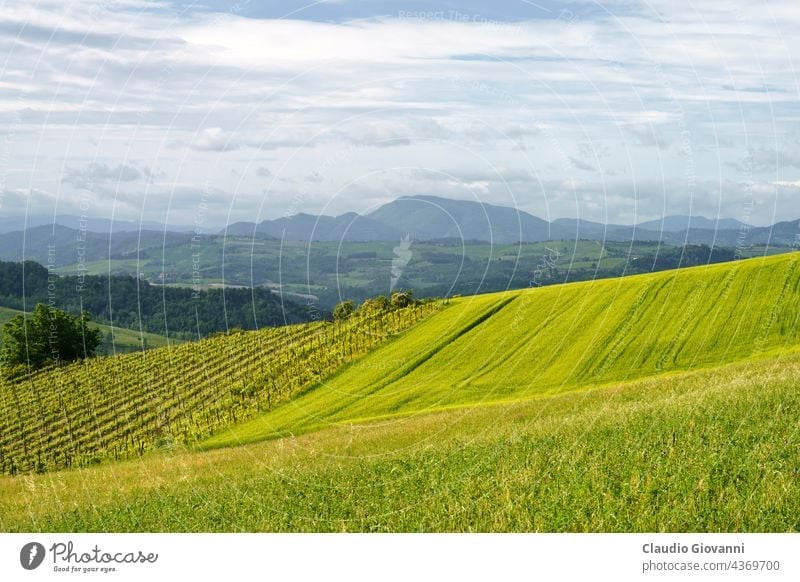 Vineyards on the Tortona hills at springtime Alessandria Colli Tortonesi Europe Italy Piedmont color day field green house landscape nature outdoor photography