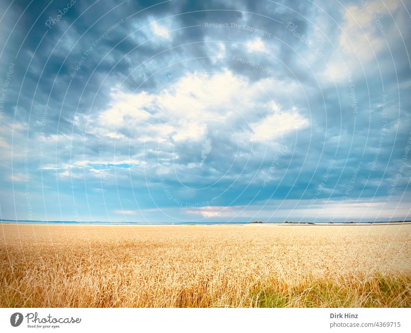 Grain field with cloudy sky Field Agriculture Cornfield Agricultural crop Ear of corn Summer Nutrition Nature Exterior shot Plant Deserted Landscape Environment