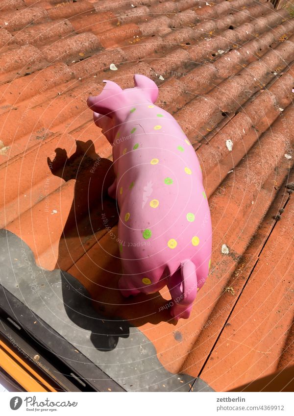 A pig on the roof Swine Sow decoration Decoration Sculpture Set Joke Animal Keeping of animals Roof Canopy House (Residential Structure) Apartment Building