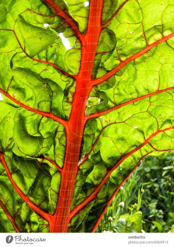 mangold vein Leaf Nutrition Eating Vegetable Mangold Spinach vaegan vegetarian vegan chlorophyll Fresh Delta ramification Branch branching Twig Green salad