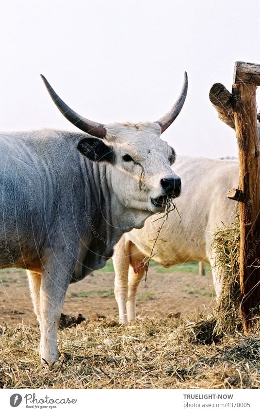 Hungarian grey cattle, old breed and organically maintained, stands on its pasture near Pécs and presents its magnificent horns when looking into the camera while eating some hay.