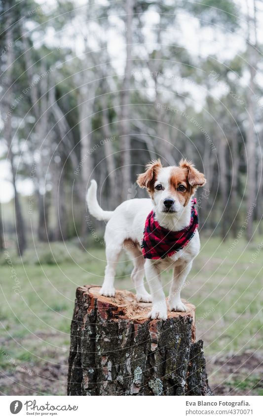 handsome jack russell dog standing on wood trunk in forest. Wearing modern plaid bandana. Pets and nature wood trunks autumn collar leash portrait cute small