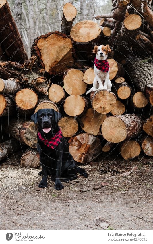 beautiful black labrador and jack russell dog Wearing modern bandanas standing by wood trunks in mountain. Pets in nature forest autumn collar leash portrait