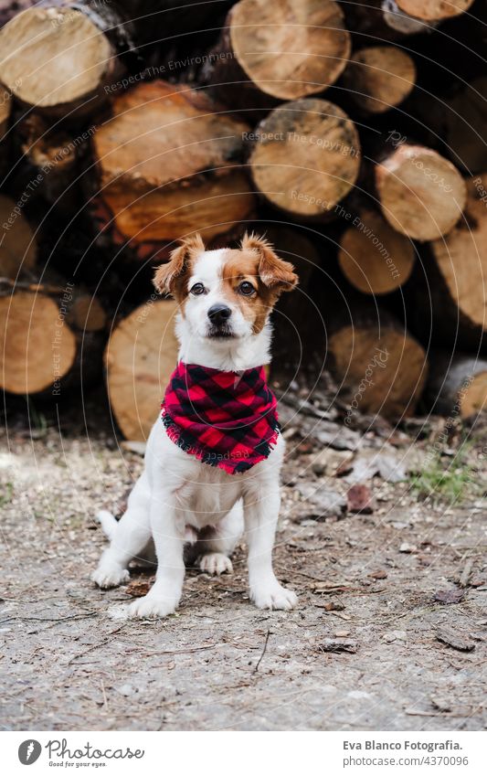 cute jack russell dog Wearing modern bandana sitting in front of wood trunks in mountain. Pets in nature forest autumn collar leash portrait small beautiful
