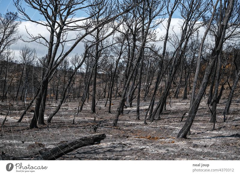 Charred trees and scrubland after forest fire Forest fire Nature Tree Fire Environment Exterior shot Deserted Landscape Blaze Burnt Gray Black Blue sky Wood Hot