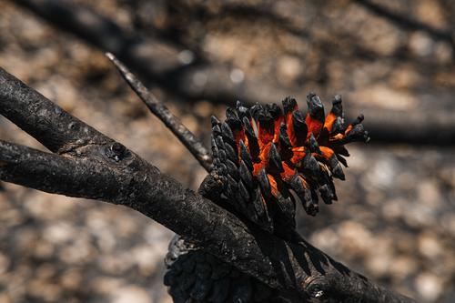 Charred pine cone after forest fire Forest fire Nature Tree Fire Environment Exterior shot Deserted Landscape Blaze Burnt Gray Black Blue sky Wood Hot ardor
