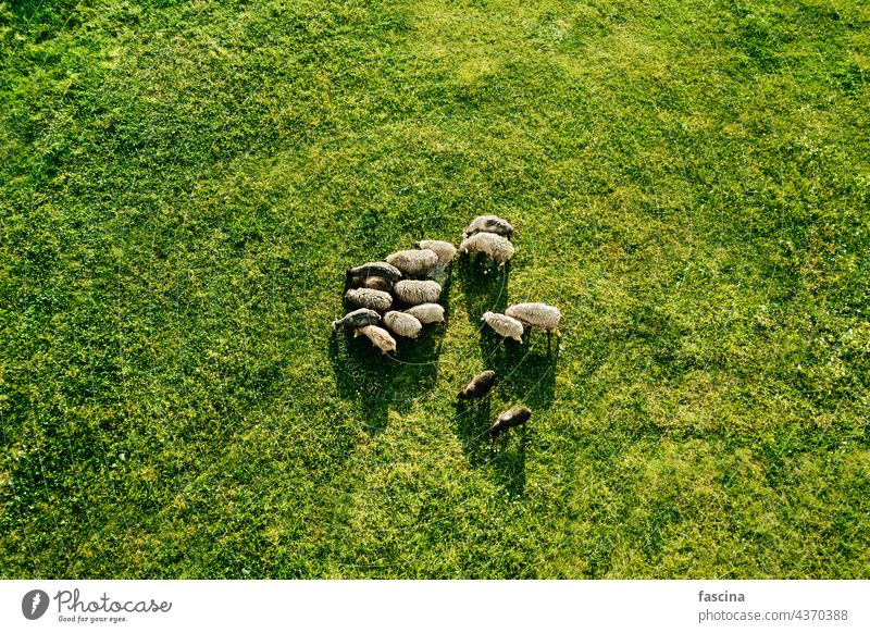Aerial view of grazing sheep flock on spring field aerial pasture air rams farmland aerial view above herd agriculture animal background beautiful country