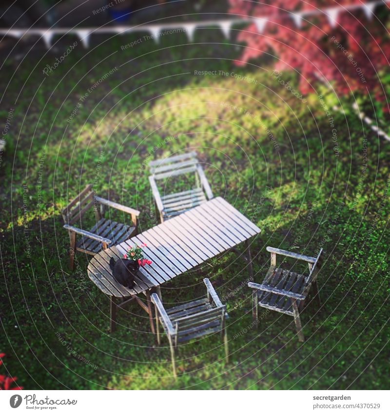 Seating in the evening light Cat Garden Outdoor furniture Lawn Grass Wood Autumn Table chairs Bird's-eye view Above Under garden idyll Cat lover Disobedient