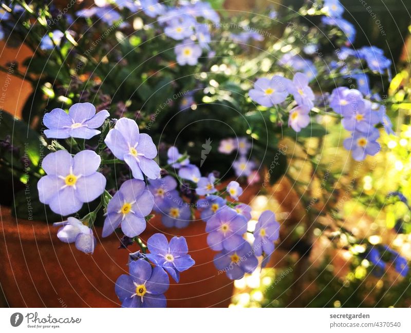 FORGET-ME-NOT Forget-me-not Blossom Flower Summer Plant Blue Blossoming Nature Colour photo Green purple lilac Violet blurriness Exterior shot pretty Summery