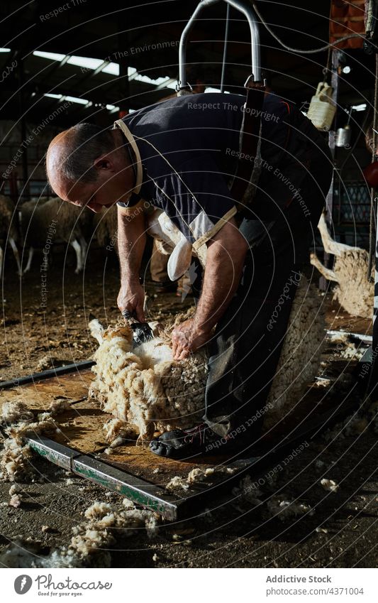 Man shearing sheep on farm man wool machine merino fluff barn tool male instrument professional work worker job material rural countryside rustic farmland