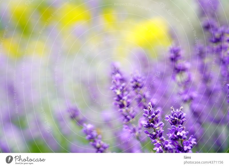 lavender Lavender Blossoming Violet Medicinal plant Fragrance Flower Summer Colour photo Shallow depth of field Garden Close-up Plant naturally blurriness