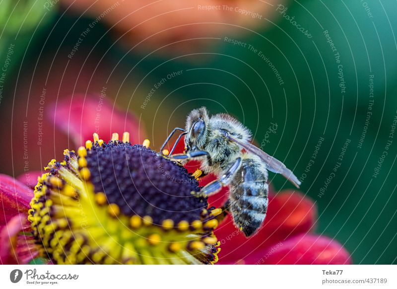 Honey fishing in HD ;-) Summer Nature Plant Warmth Flower Animal Farm animal Bee Wing 1 Jump Esthetic Beautiful Yellow Green Red Teamwork Colour photo