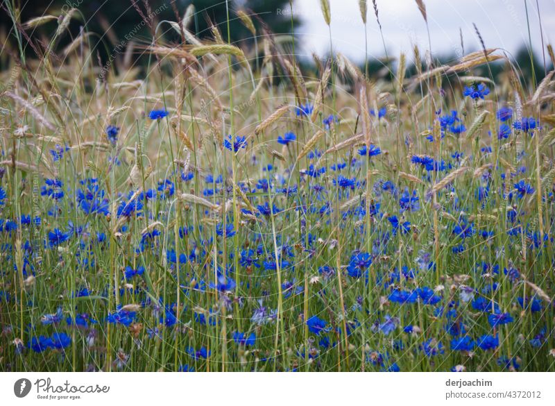A last blossoming of the wheat field and in the foreground are blue cornflowers. Cornfield Field Nature Agriculture Exterior shot Agricultural crop Grain