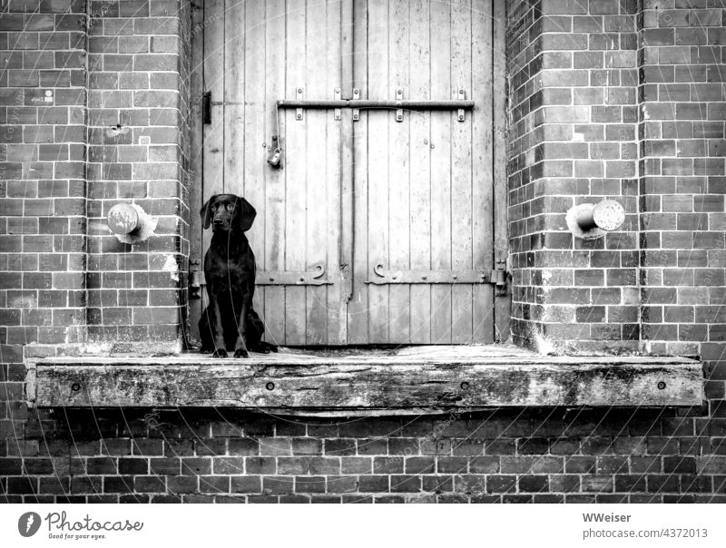The faithful dog waits outside the locked door of an old warehouse Dog Black Wait patience Time Return Goodbye Wiedersheen Divide reliably Load Deliver Ramp