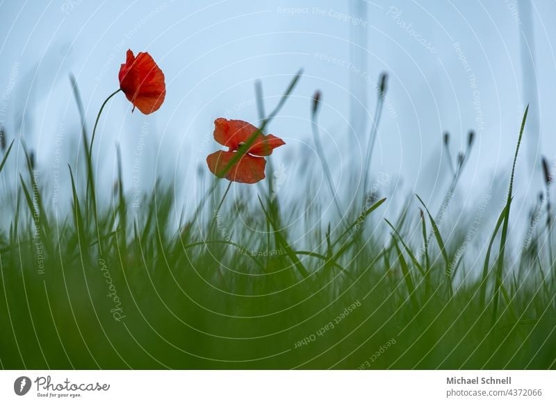 Two red poppies in green grass little flowers Meadow Meadow flower meadow flowers Green Flower Wild plant Summer Flower meadow blossom Blossoming Juicy