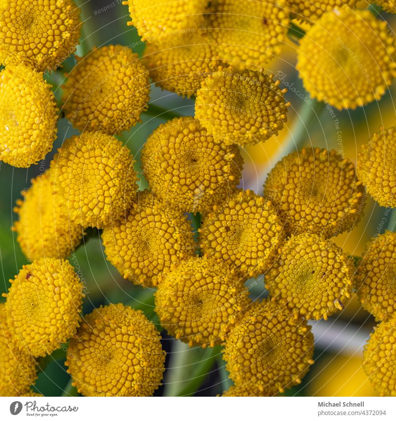 Tansy: flowers without leaves inner Blossom Plant Summer Blossoming Yellow inward Close-up missing tansy