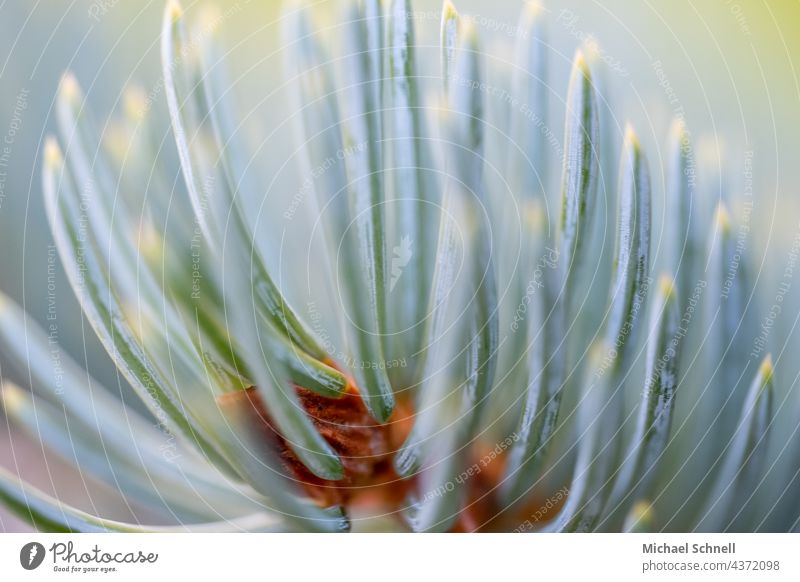Needles of a silver fir Coniferous trees conifer branch needles Green Close-up Nature Twig Fir needle Fir tree Tree Colour photo Smooth Delicate