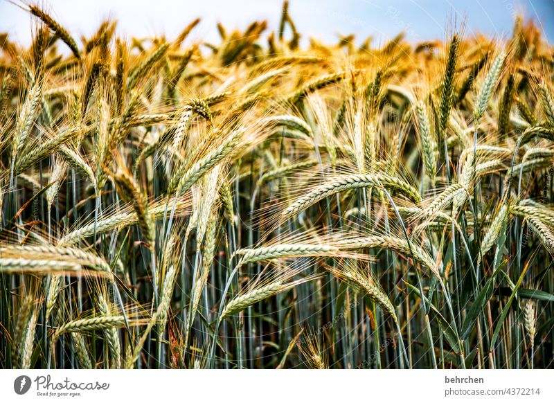 VALUABLE Colour photo Ecological Awn Nutrition Deserted Harvest Landscape Exterior shot Environment Agriculture Agricultural crop idyllically Idyll Plant Food